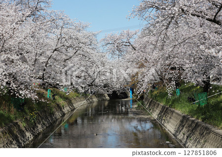 Cherry blossoms, Iwakura City, Cherry Blossom Festival, Gojo River, Aichi Prefecture 127851806