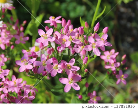 Coastal Gentian close-up on sandy 127851930