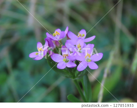 Coastal Gentian close-up on sandy Coastal Gentian close-up on sandy 127851933