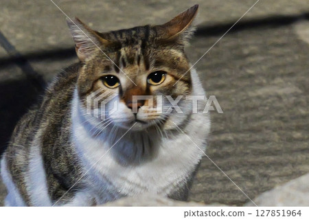 A local cat staring at me 127851964