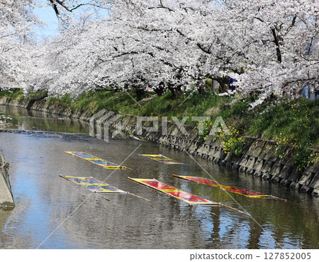 Cherry blossoms, Iwakura City, Cherry Blossom Festival, Gojo River, Aichi Prefecture 127852005