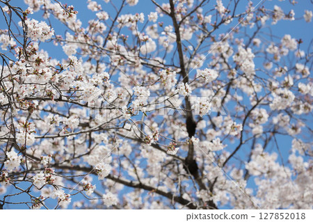 櫻花，岩倉市，櫻花節，五條川，愛知縣 127852018