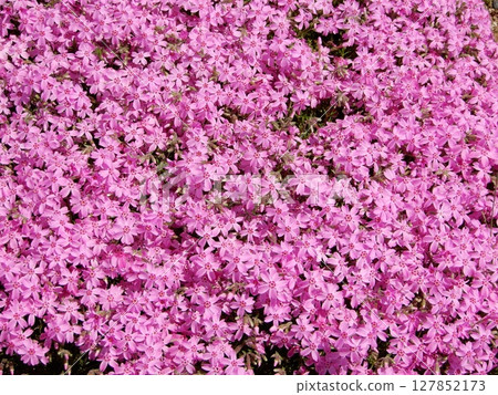 Shibazakura 127852173