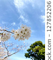 White cherry blossoms against the blue spring sky 127852206