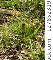 A single horsetail peeking out from the spring grass 127852319