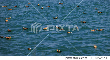 Ruddy Shell Ducks swimming and fishing on the river in Lhasa,Tibet, China 127852341
