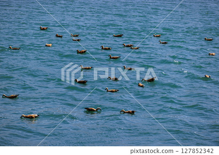 Ruddy Shell Ducks swimming and fishing on the river in Lhasa,Tibet, China Ruddy Shell Ducks swimming and fishing on the river in Lhasa,Tibet, China 127852342