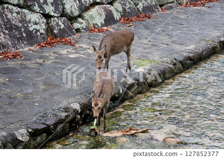 Miyajima Itsukushima Shrine Hiroshima Prefecture Miyajima Itsukushima Shrine Hiroshima Prefecture 127852377