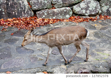 Miyajima Itsukushima Shrine Hiroshima Prefecture 127852378
