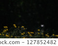 Dazzling dandelions bathed in sunlight and white butterflies on a black background 127852482