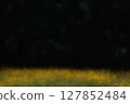 Dazzling dandelion bathed in sunlight and black background 127852484