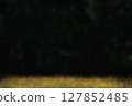 Dazzling dandelion bathed in sunlight and black background 127852485
