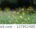 Dandelions and red clover in a dazzling park bathed in sunlight 127852486