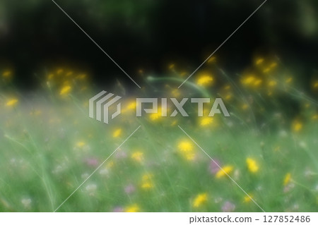 Dandelions and red clover in a dazzling park bathed in sunlight 127852486