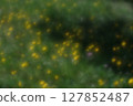 A close-up of a dazzling dandelion bathed in sunlight 127852487