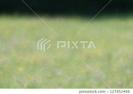 A large grassland in a park bathed in sunlight 127852488