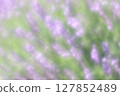 A close-up of dazzling lavender bathed in sunlight 127852489
