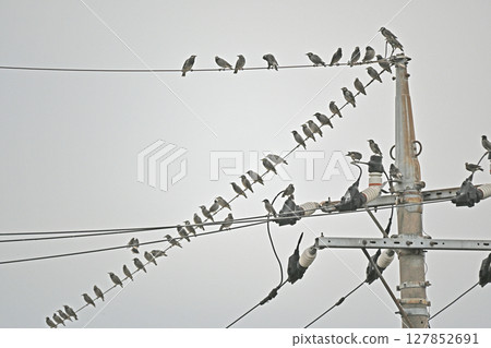 Many starlings gather on electric wires 127852691