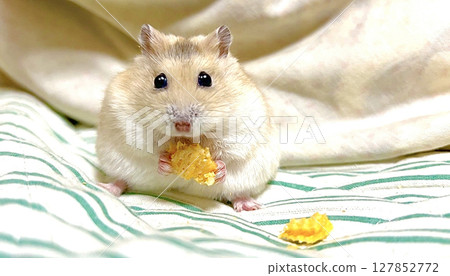 Yellow Djungarian hamster eating a wafer stock photo 3 127852772