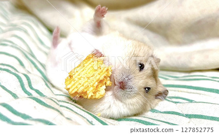 Yellow Djungarian hamster eating snacks while sleeping on a futon - stock photo 127852775