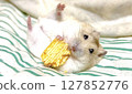 黃色的 Djungarian 倉鼠在蒲團上睡覺時吃零食 圖庫照片 2 127852776