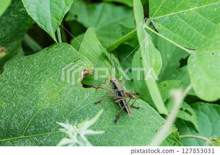 Himegisu larva 127853031