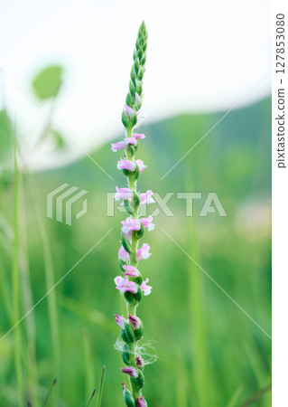 螺絲香蕉 127853080