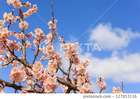 Plum blossoms Safu Sato plum Plum blossoms Safu Sato plum 127853116