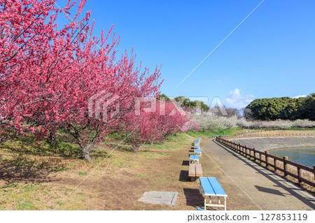 梅花紅梅 127853119