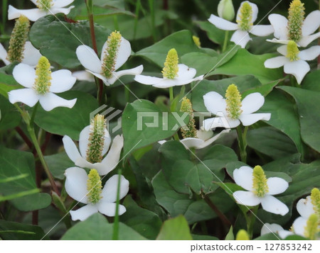 Close-up of white flowers of Houttuynia cordata Close-up of white flowers of Houttuynia cordata 127853242