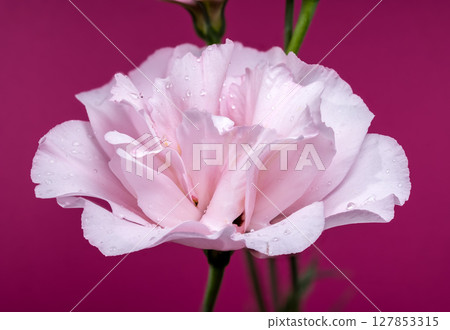 Captivating Pink Eustoma Bloom with Droplets on Pink Background Captivating Pink Eustoma Bloom with Droplets on Pink Background 127853315