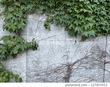 Wall covered with ivy Wall covered with ivy 127853413