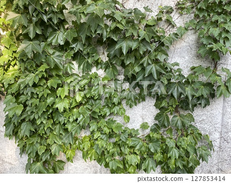 Wall covered with ivy Wall covered with ivy 127853414