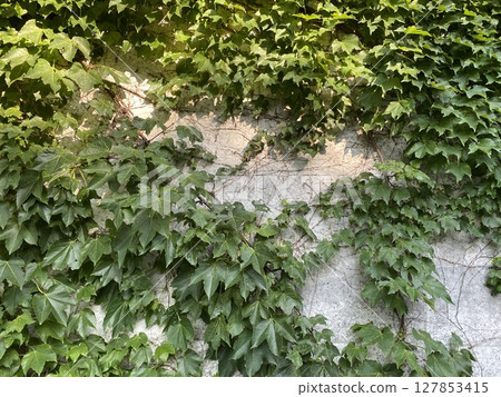 Wall covered with ivy 127853415