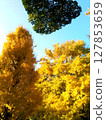 Ginkgo trees lined with vibrant autumn colors 127853659