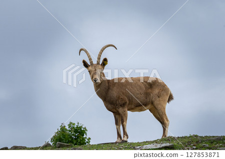 Female Siberian ibex  Capra sibirica 127853871