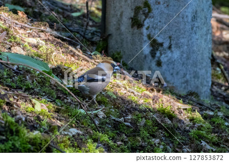 Eurasian Hawfinch (Coccothraustes coccothraustes)  searching for food 127853872