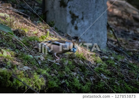 Eurasian Hawfinch (Coccothraustes coccothraustes)  searching for food 127853873