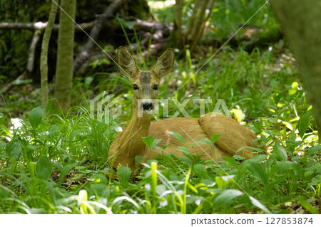 Roe deer in forest, Capreolus capreolus. 127853874