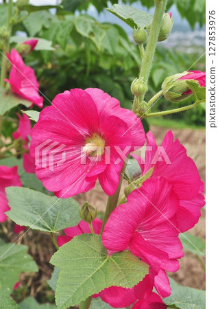 蜀葵的紅色花 127853976