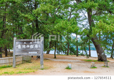 福井縣敦賀市初夏的氣比松林 127854511