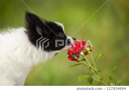 A black and white papillon puppy gently sniffing a red rose. The close-up captures the tender moment with a green blurred background. 127854694
