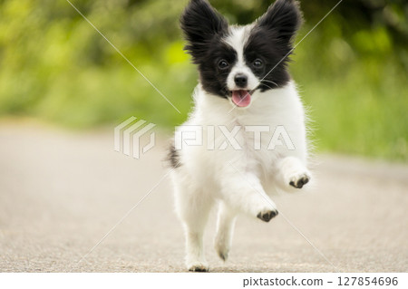 Adorable black and white Papillon puppy sitting in a spring meadow surrounded by bright yellow dandelions. Fluffy fur, expressive eyes, and big ears. Perfect for themes of pets, spring, and nature. 127854696
