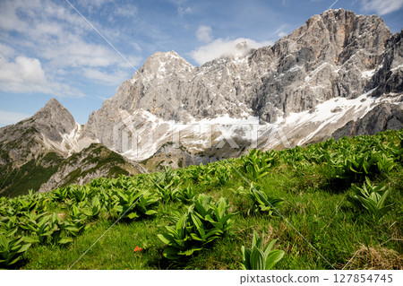 Veratrum album plants growing on alpine slope beneath the rocky peaks of the Dachstein mountains Veratrum album plants growing on alpine slope beneath the rocky peaks of the Dachstein mountains 127854745