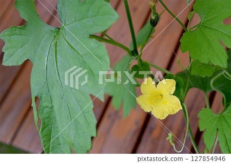 Bitter melon, a summer vegetable grown in a home garden in midsummer, bitter melon flower, close-up Bitter melon, a summer vegetable grown in a home garden in midsummer, bitter melon flower, close-up 127854946