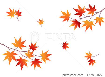 鮮豔的紅楓框架背景-優雅的日式秋季裝飾材料 127855022