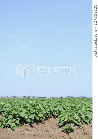 Sweet potato field: late June 127855129