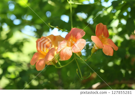 Early summer, full-blooming Trumpet Creeper Summer Scenery 127855281