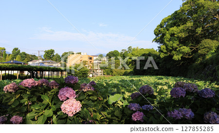 Hydrangeas at Odawara Castle Ruins 127855285