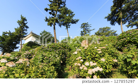 Hydrangeas at Odawara Castle Ruins Hydrangeas at Odawara Castle Ruins 127855297